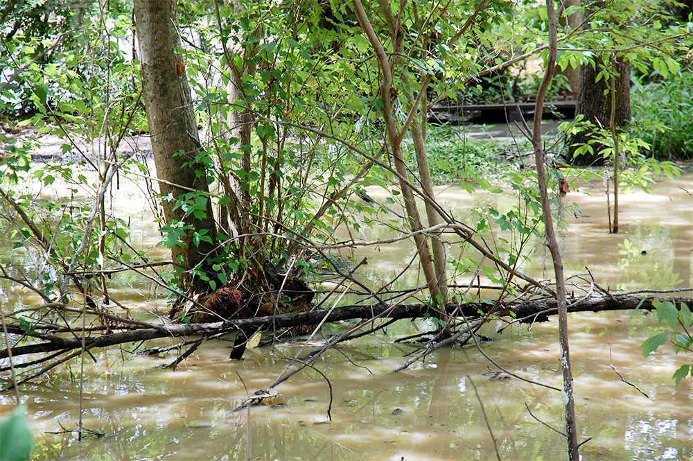 Turbid water pooled into Airlie Gardens from the State Street development across Airlie Road after a Memorial Day weekend rain event. (Port City Daily/Johanna Ferebee)