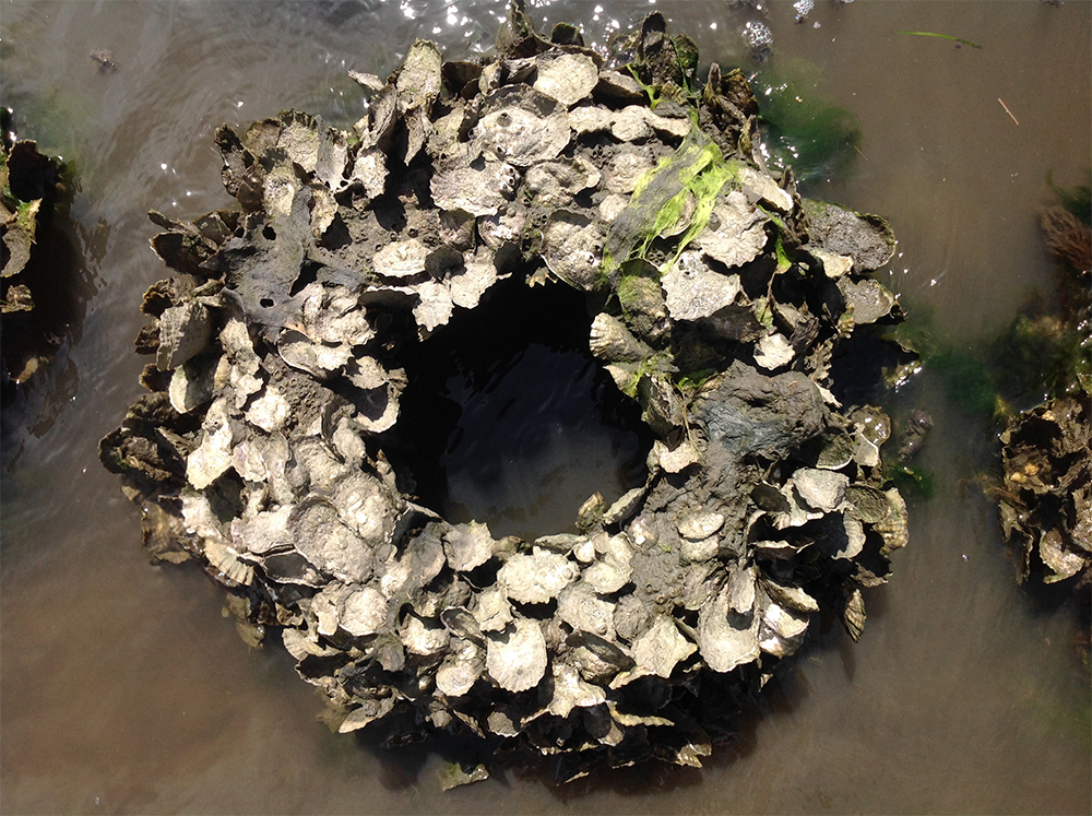 Oysters are commonly used in living shoreline techniques. (Port City Daily/Courtesy North Carolina Coastal Federation)
