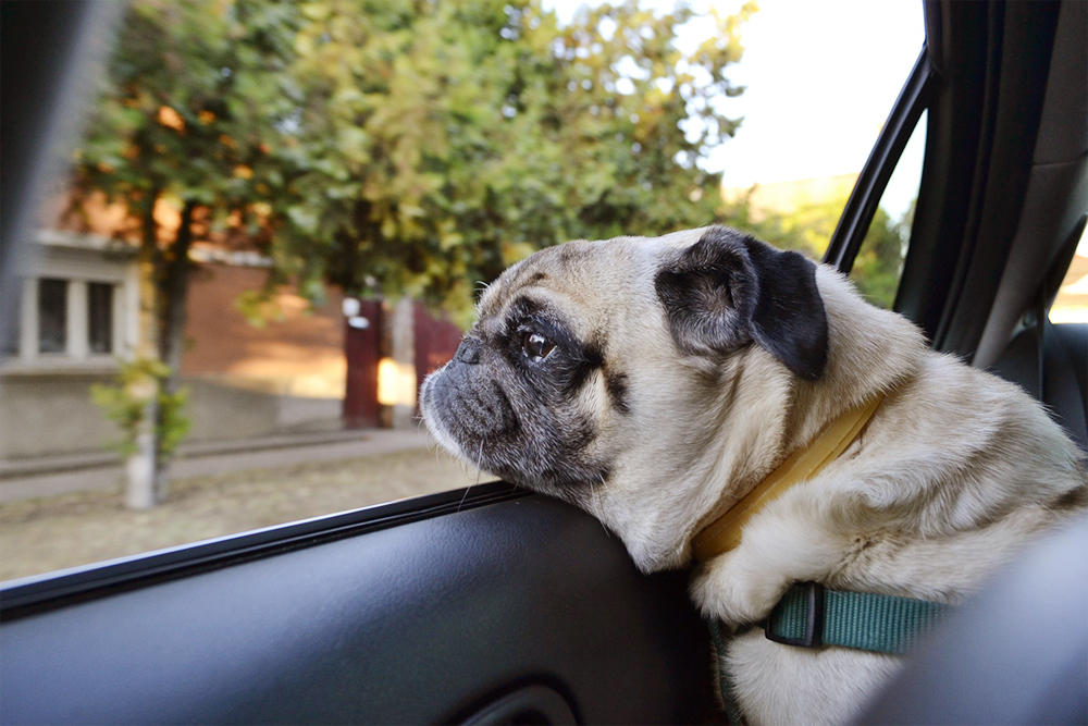 Animals left in high temperatures can suffer from brain damage, suffocation, a heastroke or even death according to the Humane Society of the United States. (Port City Daily/File photo)