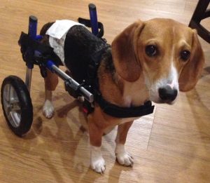 Howie the beagle was rescued from an abusive situation in 2016 by the Brunswick County Sheriff’s Animal Protective Services. Now he serves as an ambassador for adoptable pets, as well as pets and people dealing with disabilities. (Port City Daily courtesy photo)