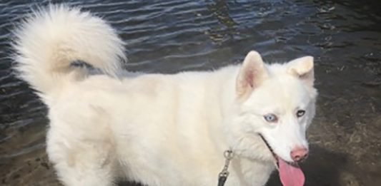 Be sure to know local rules before bringing your dogs to the beach, it could end up costing you (Port City Daily photo/Michael Praats)