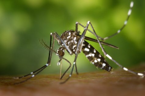 West Nile Virus has been confirmed in a sampling of mosquitos in New Hanover County (Port City Daily photo/FILE)
