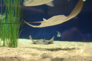 The Aquarium at Fort Fisher has more than just sharks on display (Port City Daily/Michael Praats)