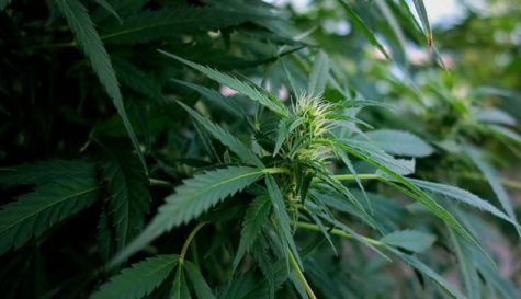 Port City Releaf produces CBD oil from hemp, both of which are legal under North Carolina law. The DEA considers both to be a schedule I drug. (Port City Daily photo | Courtesy Port City Releaf)