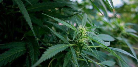 Port City Releaf produces CBD oil from hemp, both of which are legal under North Carolina law. The DEA considers both to be a schedule I drug. (Port City Daily photo | Courtesy Port City Releaf)