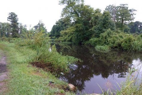 Burnt Mill Creek at Shirley Road, where 72,000 gallons of sewage spilled into waterway, which ultimately leads to the Cape Fear River. (Port City Daily photo | Courtesy Friends of Burnt Mill Creek)