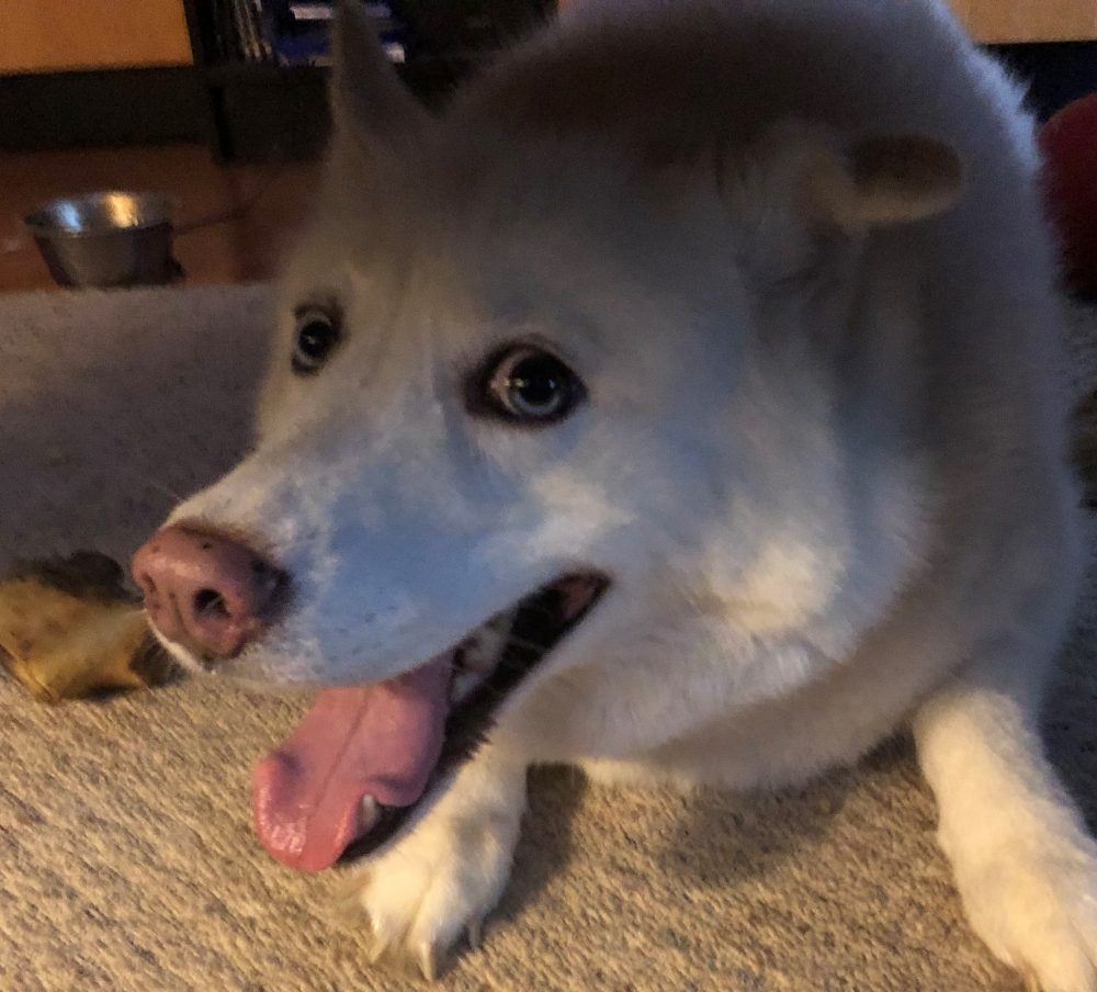 More pets go missing around holidays that involve fireworks (Port City Daily/Michael Praats)