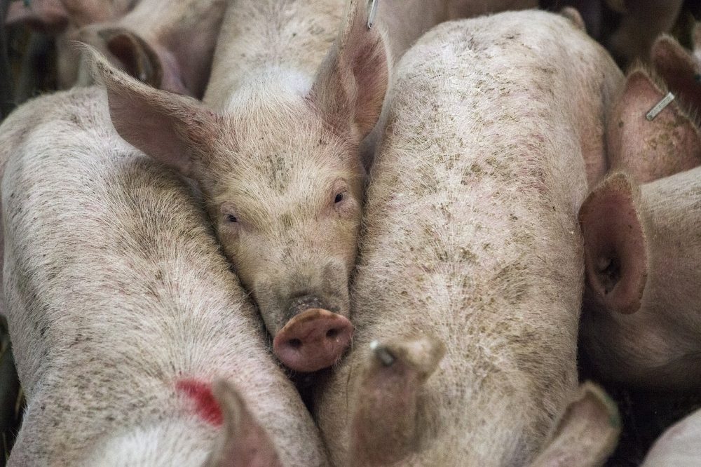 A multi-million dollar funding "gift" from Smithfield Foods will get redirected from the Attorney General to the state treasury as a result of a lawsuit from New Hanover County Schools. (Port City Daily/File)