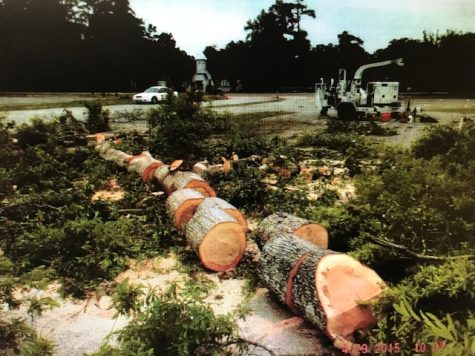 Photograph of oak trees being taken apart after they were cut down with out a permit on the State Street Companies' Galleria property. (Port City Daily photo | Courtesy City of Wilmington)