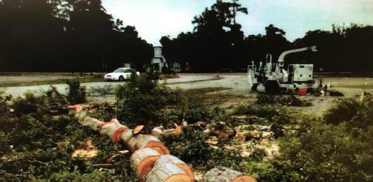 Photograph of oak trees being taken apart after they were cut down with out a permit on the State Street Companies' Galleria property. (Port City Daily photo | Courtesy City of Wilmington)