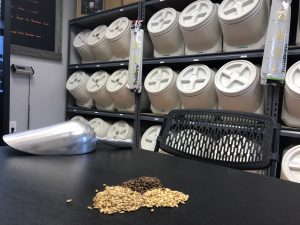Customers can choose from a variety of different grains to make their own beers at Amazing Grains Homebrew (Port City Daily/Michael Praats)
