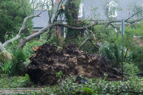 An uprooted tree off Market Street in the Carolina Place neighborhood east of downtown Wilmington Friday morning during the calm between the inner bands of Hurricane Florence Friday morning. (Port City Daily photo | Mark Darrough)