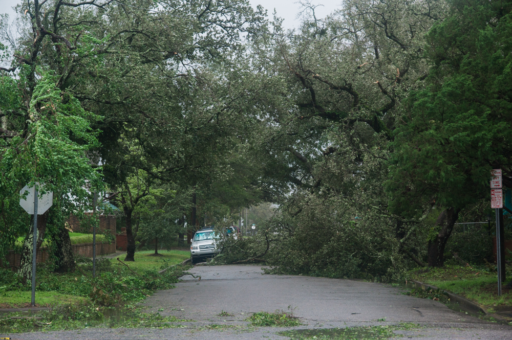 A fallen tree on 15th Street in the Carolina Place neighborhood east of downtown Wilmington during the calm between the inner bands of Hurricane Florence Friday morning. (Port City Daily photo | Mark Darrough)