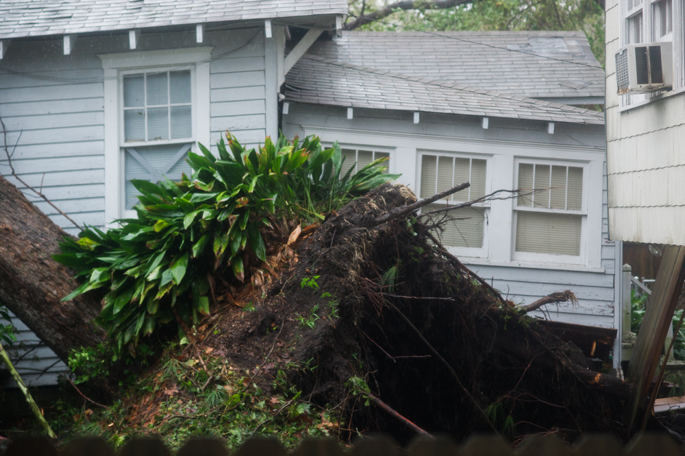 A uprooted tree in the backyard of a home in the Carolina Place neighborhood east of downtown Wilmington during the calm between the inner bands of Hurricane Florence Friday morning. (Port City Daily photo | Mark Darrough)