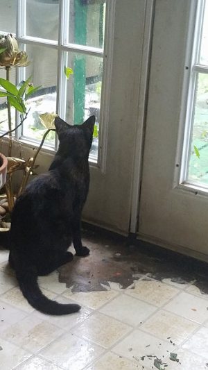 Windows provided light, and entertainment for Elizabeth Woodside and her family during Hurricane Florence (Port City Daily/Courtesy Elizabeth Florence) 