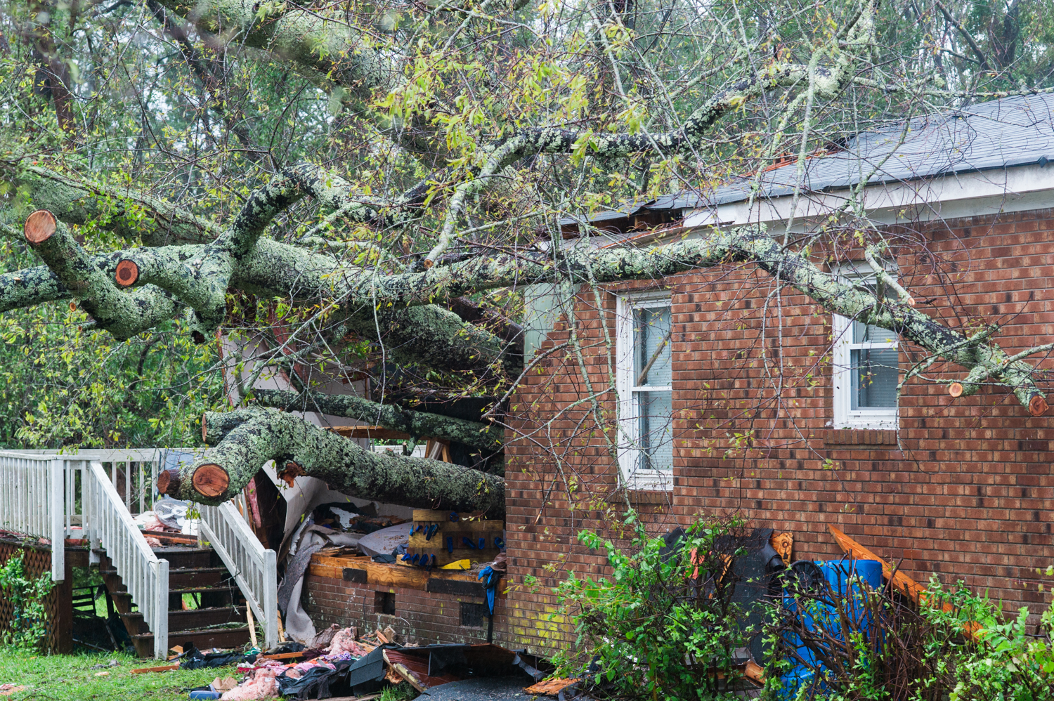 A mother and her infant were killed Friday morning when a large tree, pictured, fell onto their house, marking the first confirmed fatalities of Hurricane Florence in Wilmington. (Port City Daily photo | Mark Darrough)