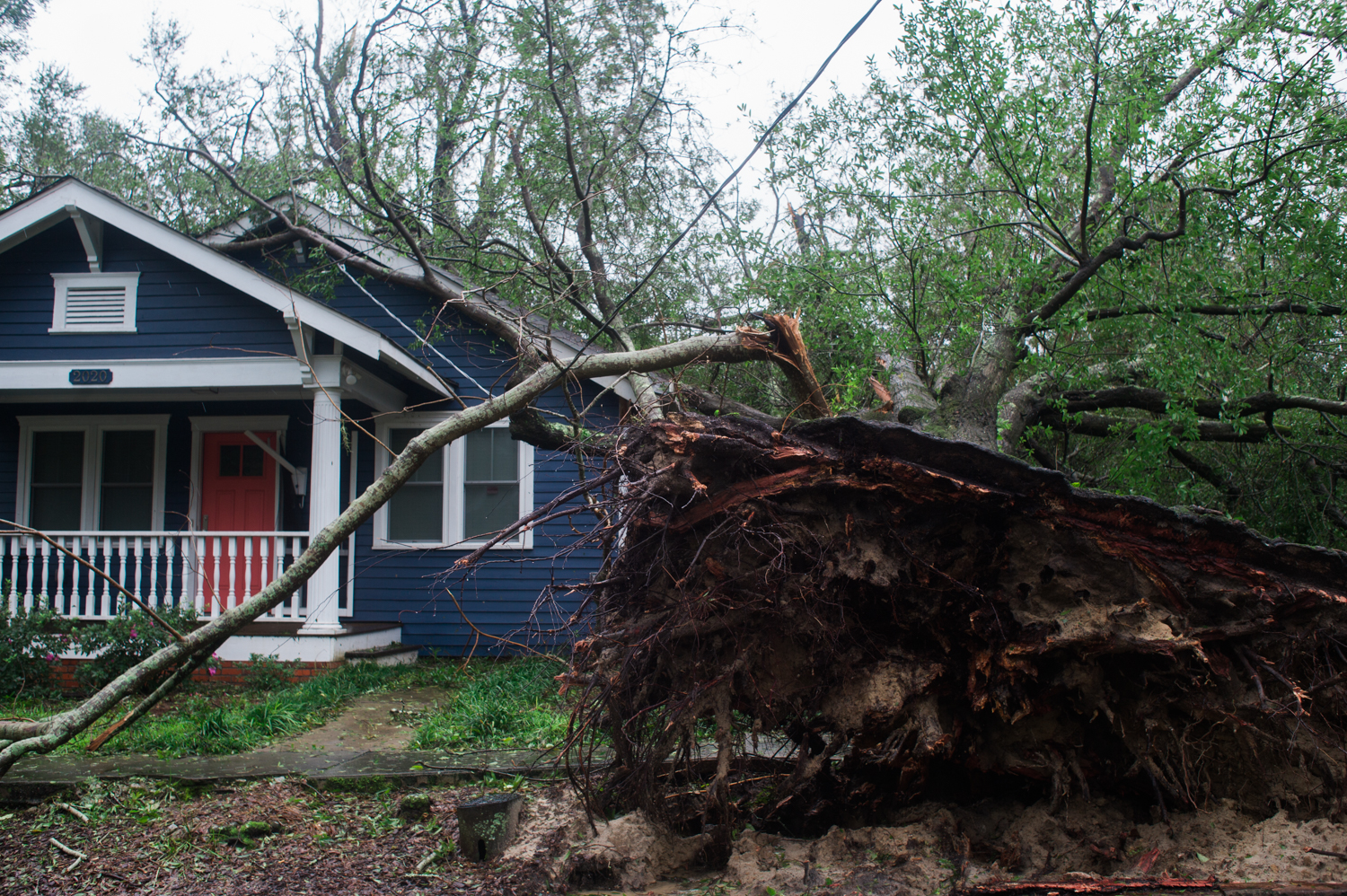An uprooted tree in Carolina Place, Saturday, September 15, 2018. (Port City Daily photo | Mark Darrough)