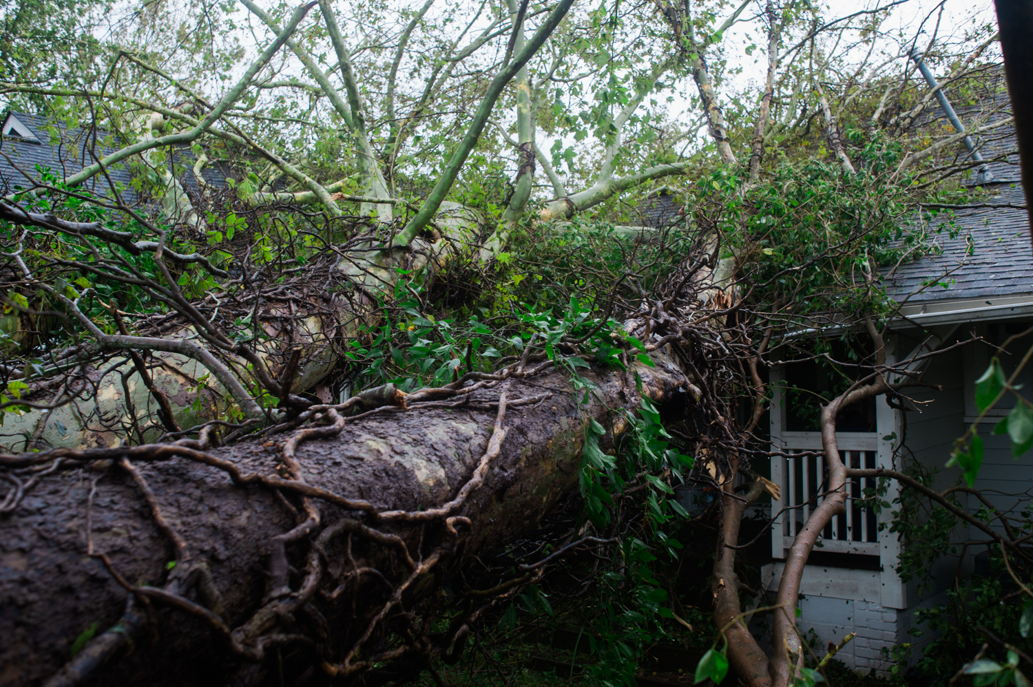 A fallen tree in Carolina Place, Saturday, September 15, 2018. (Port City Daily photo | Mark Darrough)