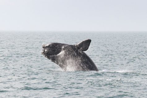 Right whales are endangered with only about 450 remaining in the wild according to NOAA (Port City Daily/Courtesy NOAA)
