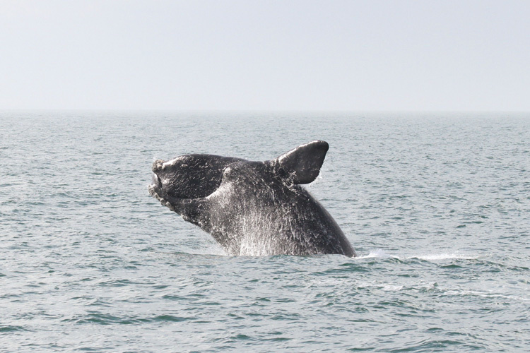 Right whales are endangered with only about 450 remaining in the wild according to NOAA (Port City Daily/Courtesy NOAA)