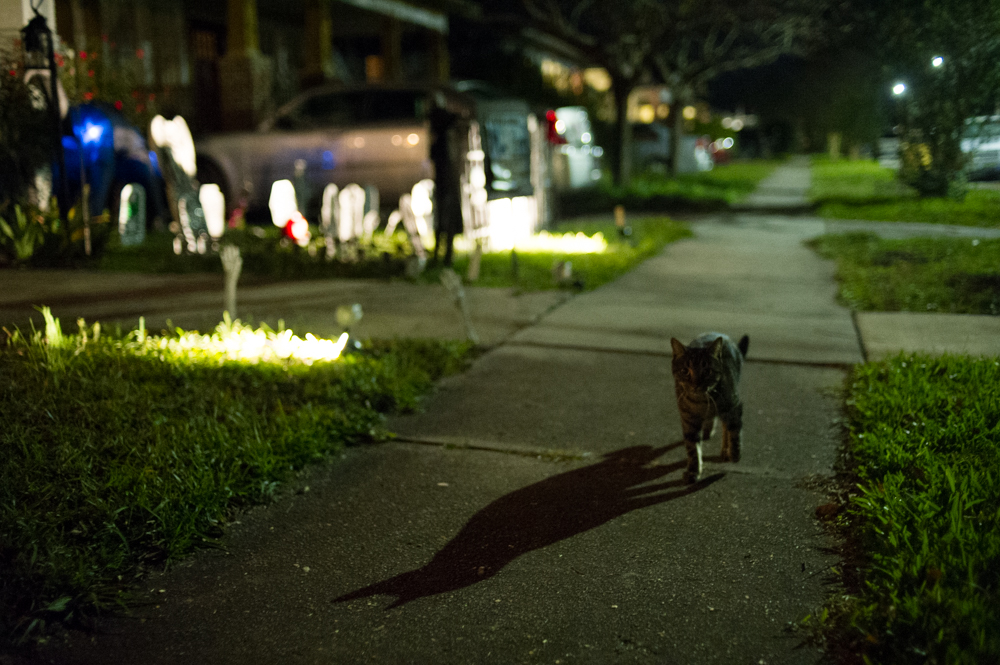 The fall colors of Halloween gave way to spooky, narrow streets as a near-full moon rose above Carolina Place Tuesday night. (Port City Daily photo / Mark Darrough)
