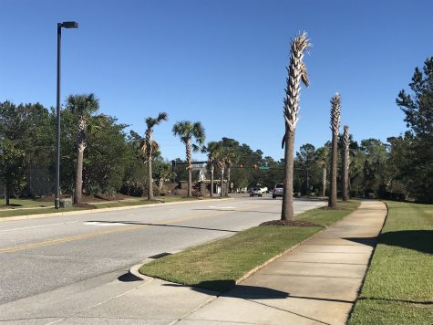 Fifty oak trees were cut down at the Village at Mayfaire without permission and replaced with palm trees, now the city is trying to cut a deal with the developer to avoid a $20,000 fine (Port City Daily/Ben Scachtman)