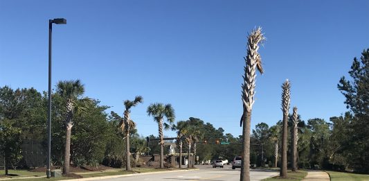 Fifty oak trees were cut down at the Village at Mayfaire without permission and replaced with palm trees, now the city is trying to cut a deal with the developer to avoid a $20,000 fine (Port City Daily/Ben Scachtman)