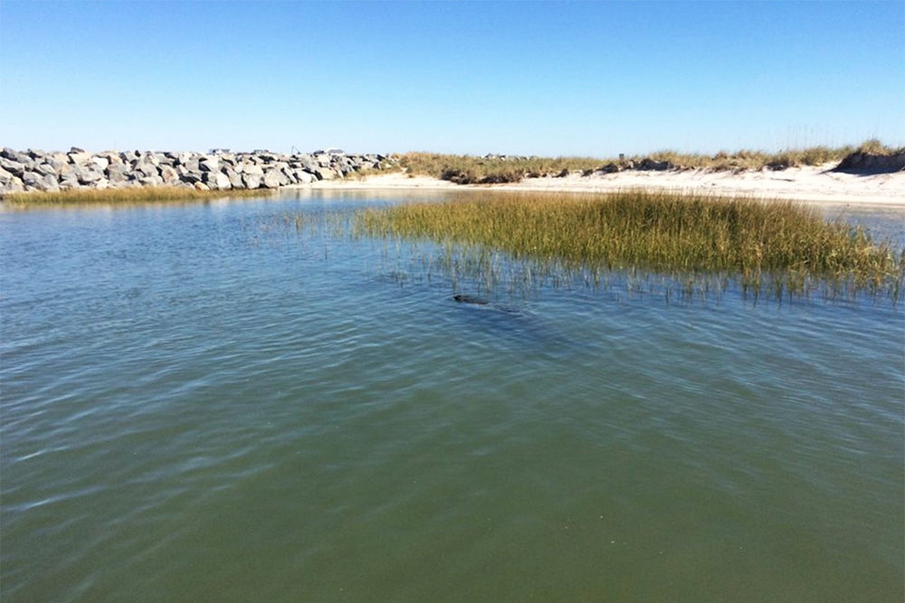 A manatee was spotted during the first week of November near Masonboro Island. (Port City Daily photo/Courtesy North Carolina Coastal Reserve)