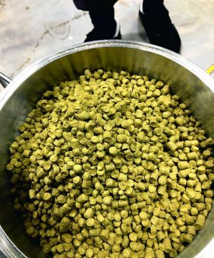 Rufus Saves The World is making its return by the end of next week. The first 12.5 pound dry hop addition was added Jan. 3, follwed by a second over the weekend. (Port City Daily photo/Courtesy Mad Mole Brewing)