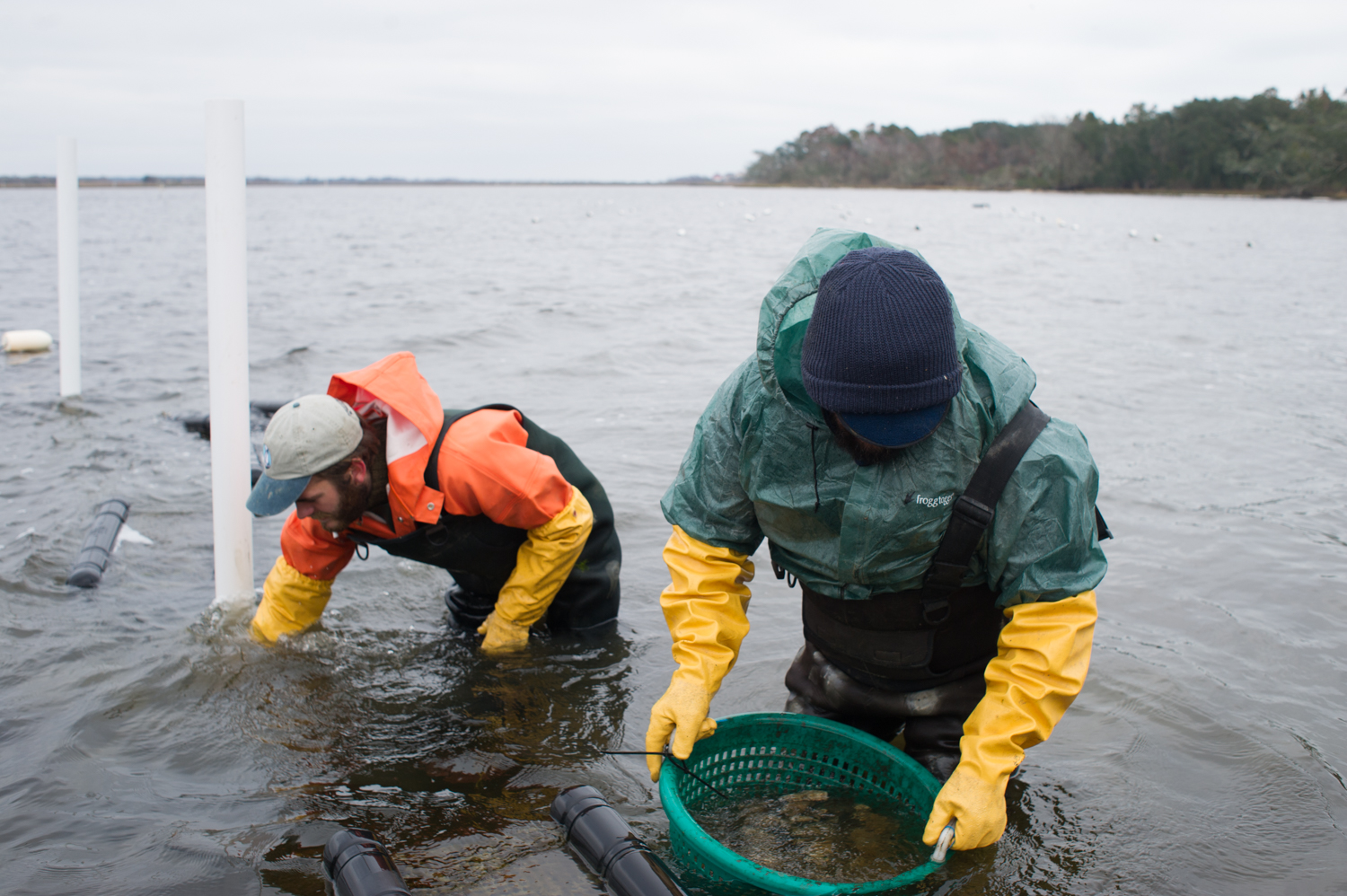 Last winter, Mike Slaton, right, and Evan Gadow of Three Little Spats Oyster Company take near-ready oysters to a line of floating cages, where the oysters finish fully developing and are cleaned by passing currents. (Port City Daily photo/Mark Darrough)