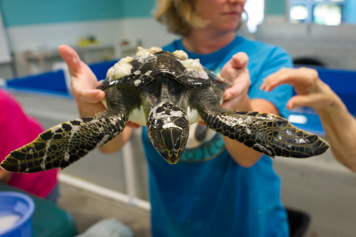 Volunteers are taught to carefully hold a turtle that had received two bites from an unknown predator at the Karen Beasley Sea Turtle Rescue and Rehabilitation Center. (Port City Daily photo/Mark Darrough)