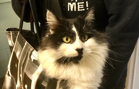 The cat’s in the bag! Buddy enjoys playing in purses and has trained animal care specialist Janet Arias to carry him around. (Port City Daily photo / Samira Davis)