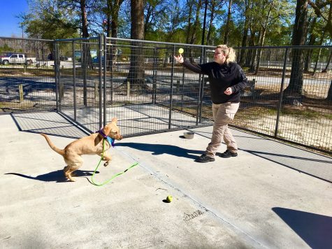 Wagtime! Sheila enjoys a game of fetch with one of her favorite caretakers, animal placement coordinator Christina Tolley. (Port City Daily photo / Samira Davis)