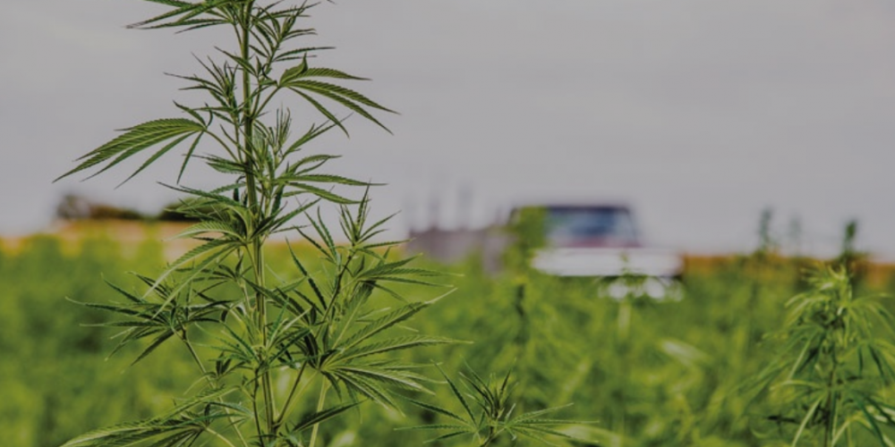 A Wilmington-based company hopes to bring a high standard of professional standards and practices to the state's hemp industry -- and, ultimately, the legalized marijuana industry. (Port City Daily photo / Courtesy CIJ Holdings, Inc.)
