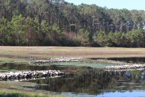 At least on alligator has been spotted along the banks of ponds off the Island Greenway according to social media reports, but only turtles can be seen in this photo (Port City Daily/Michael Praats)