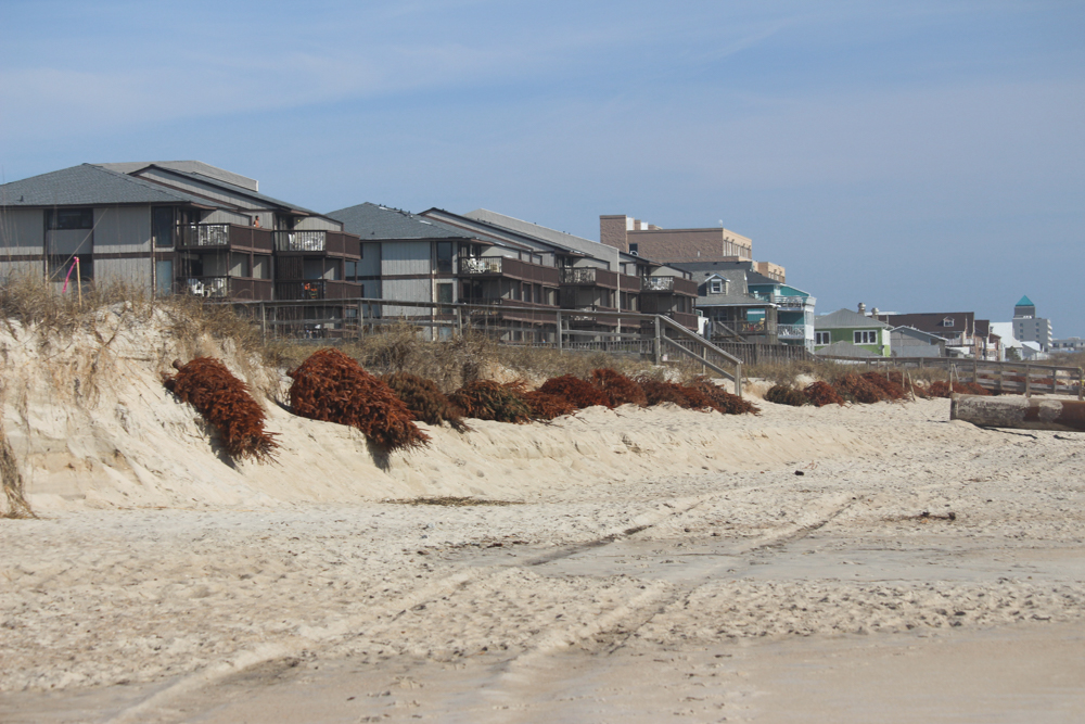 Erosion has taken its toll on the beach but dead Christmas Trees are being used to help revitalize the dunes (Port City Daily/Michael Praats)