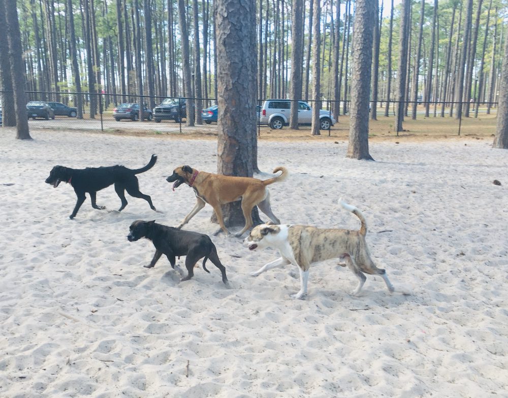 It’s a doggone good life! Bella, who had to be taught how to play by another dog, enjoys an afternoon with other furry friends at Hugh MacRae park. (Port City Daily photo / Samira Davis)