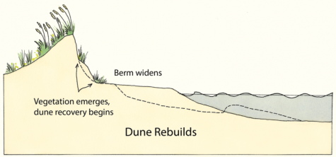 The berm widens naturally after a storm, as it has after Florence. (Port City Daily photo/Courtesy N.C. Sea Grant)