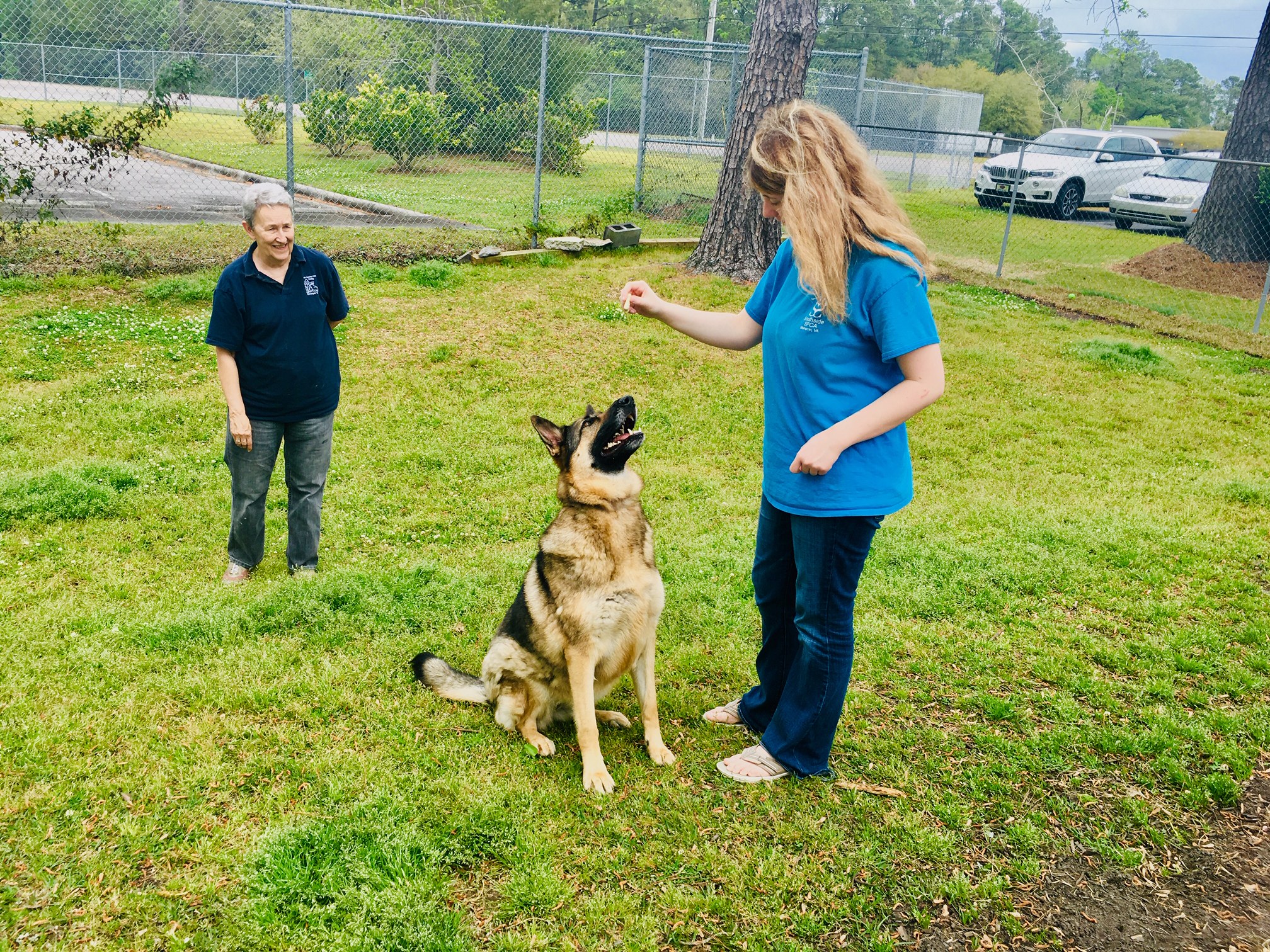 Luna sits for a treat, practicing her training with shelter volunteer Alexis Ferrell. New Hanover Humane Society volunteer and board member Judy Cradler (left) has taken a special interest in Luna. (Port City Daily photo / Samira Davis)