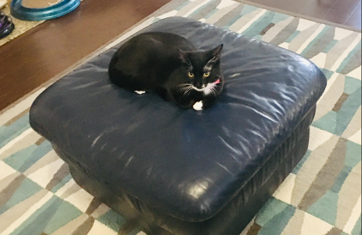  Content to catnap, Tiff enjoys resting in her special spot on the family ottoman. (Port City Daily photo / Samira Davis)