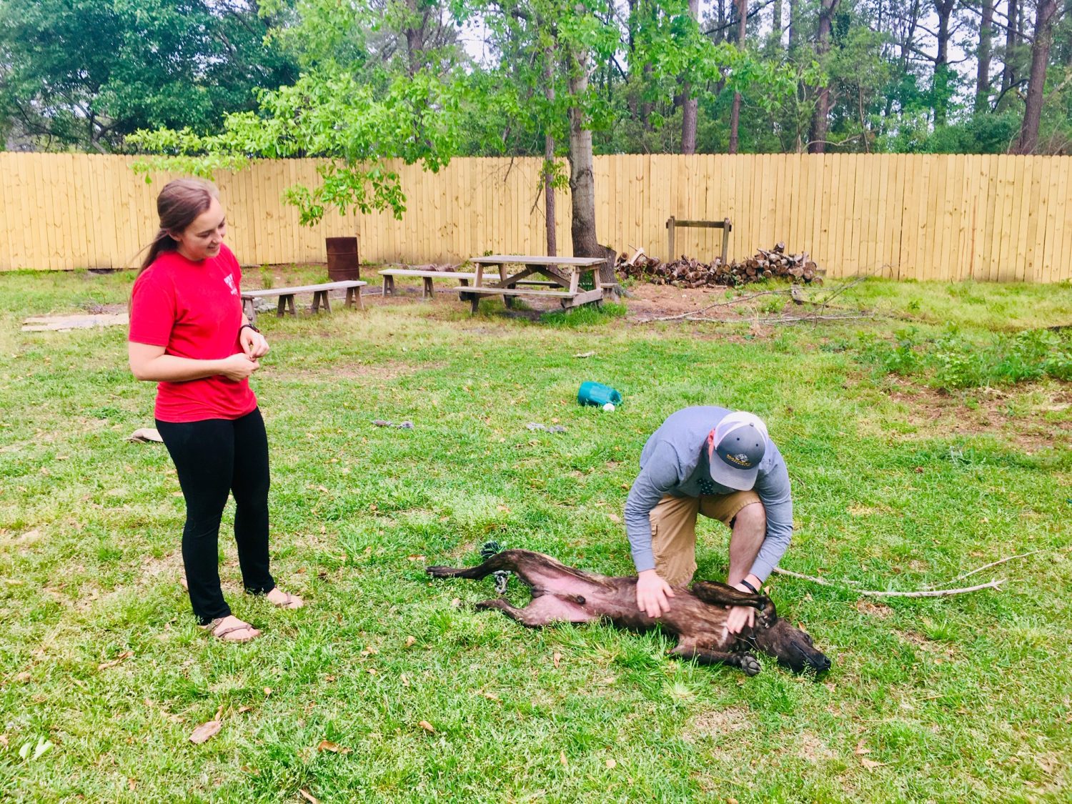 Cooper enjoys a well earned tummy rub after a training session with foster parents Caitlin Swanson and Tim Spencer. (Port City Daily photo / Samira Davis)