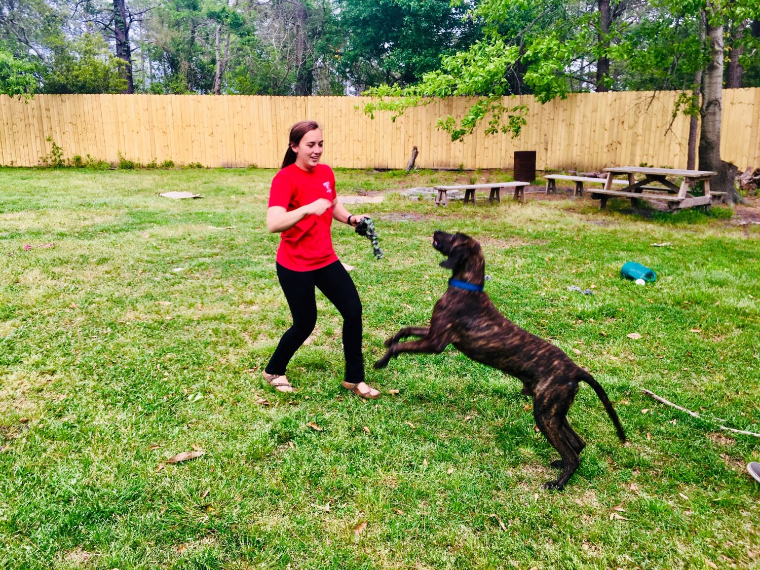 An enthusiastic puppy at heart, Cooper plays with foster mom Caitlin Swanson. (Port City Daily photo / Samira Davis)