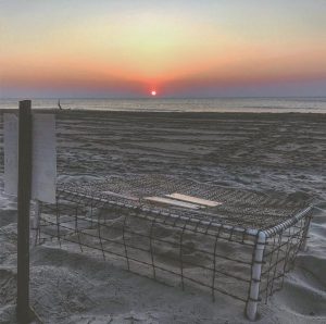 A sea turtle "nest cage" used to protect a mother turtle's nest on Bald Head Island. (Port City Daily photo/Courtesy Paul Hillbrand)