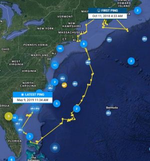 Luna's trajectory since it was tagged in Nova Scotia in October 2018. (Port City Daily photo/Courtesy OCEARCH)