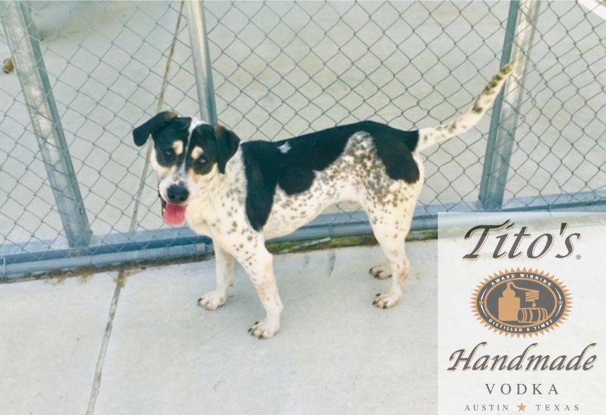 Muppet enjoys the company of Pender County Animal Shelter attendant Danielle Miller. (Port City Daily photo / Samira Davis)