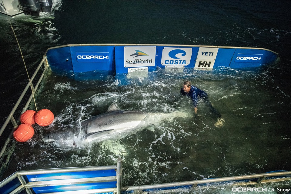 "Captain Brett" handles a great white named Caroline, named after the Carolinas. The shark was pinged just offshore Edisto Beach near Charleston on May 9, the same day Luna was located. (Port City Daily photo/Courtesy OCEARCH)