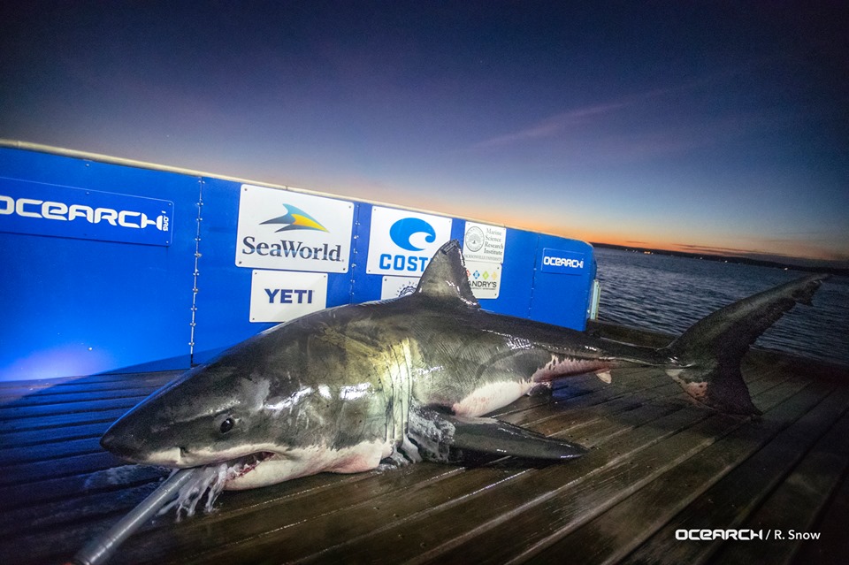 A 15-foot, 2,100-pound white shark named Lana, pictured, was tagged by OCEARCH scientists last fall off the coast of Nova Scotia. (Port City Daily photo/Courtesy OCEARCH)