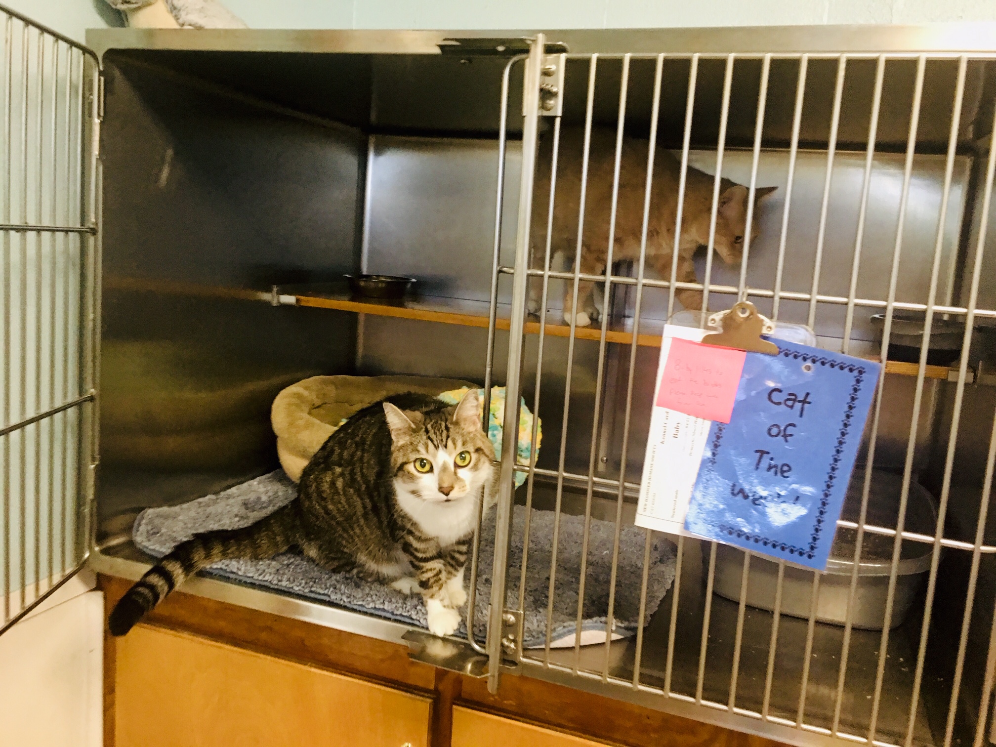 Mike visits the cage of Baby, his fellow feline friend at the New Hanover Humane Society. (Port City Daily photo / Samira Davis)