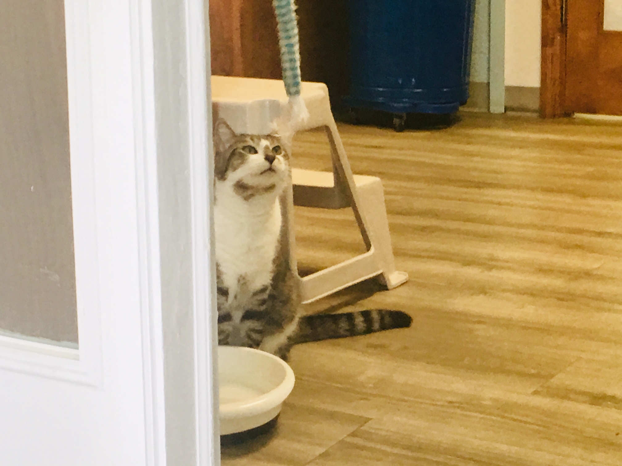 Mike waits for the perfect moment to pounce on one of his dangling feather toys. (Port City Daily photo / Samira Davis)