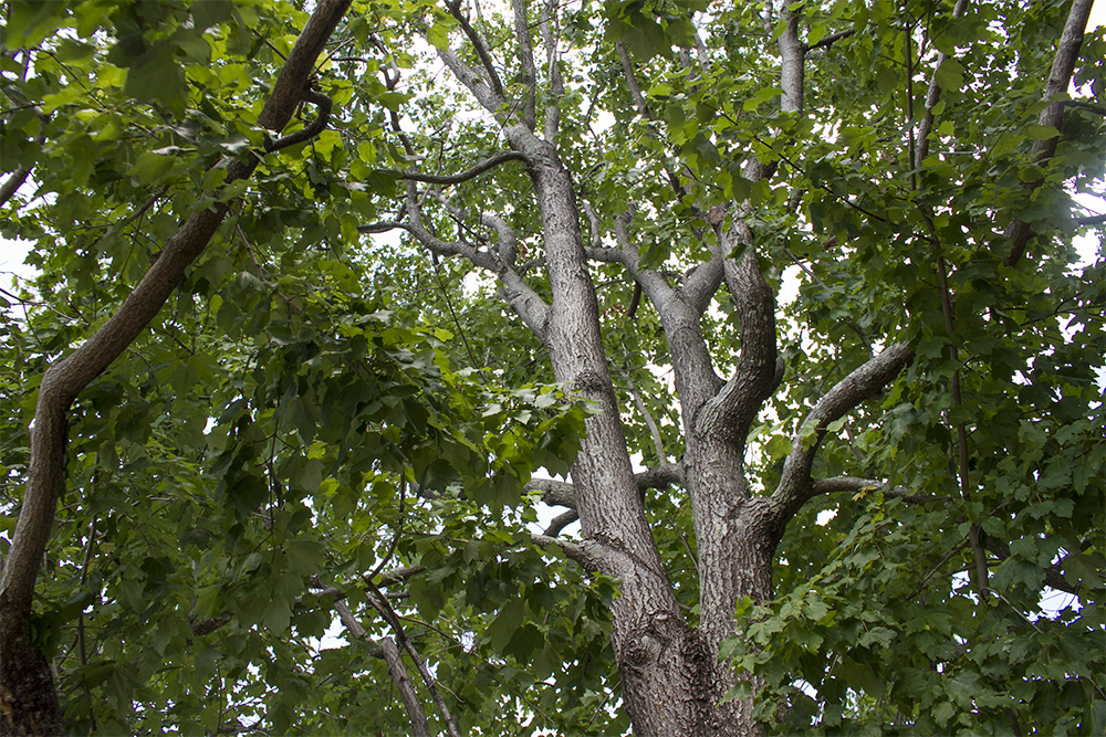 Pick up a free tree at TreeFest this month at Independence Mall in Wilmington. (Port City Daily/File photo)